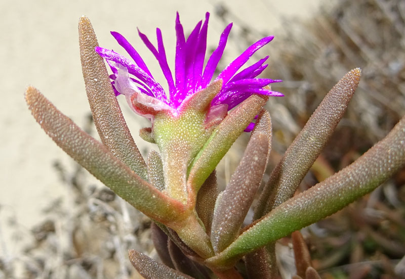 Aizoaceae: cfr. Delosperma cooperi